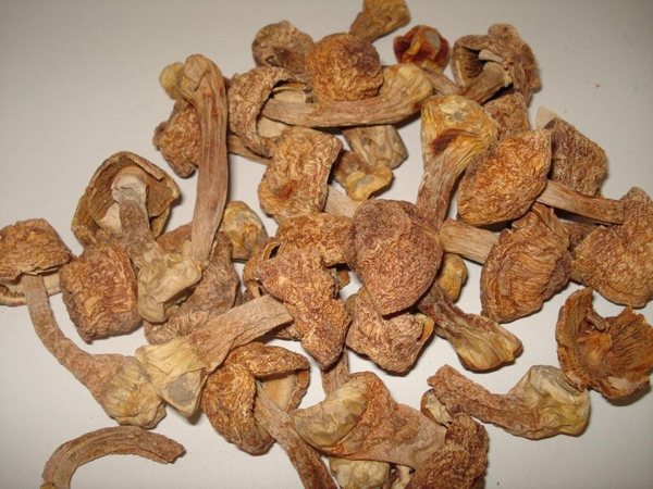 Dried-Agaricus-Blazei-Mushroom