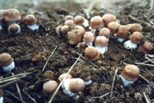 Agaricus-Blazei-Mushroom-1