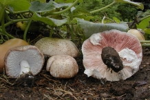 Agaricus-Blazei-Mushroom-2