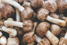 Agaricus-Blazei-Mushroom-4