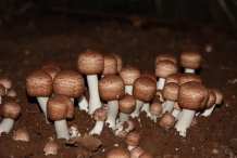 Agaricus-Blazei-Mushroom-5