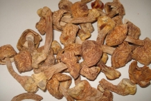 Dried-Agaricus-Blazei-Mushroom
