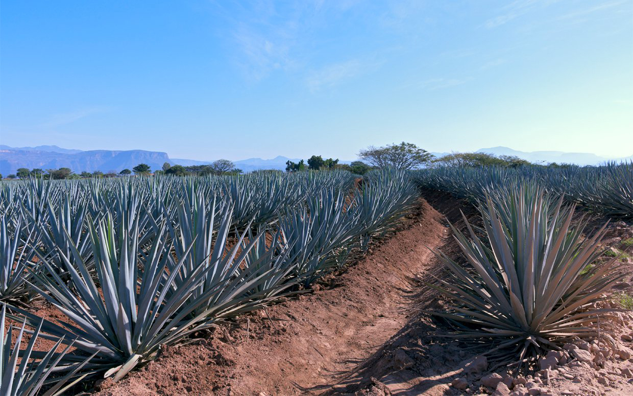 agave farming business plan in india