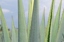 Agave-leaves