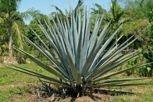 Agave-plant