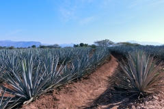Agave-farm