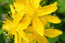 Agrimony-Flower