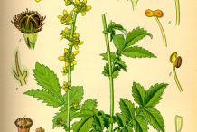 Agrimony-Plant-Illustration