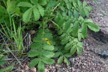 Agrimony-Plant