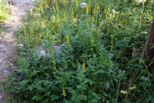 Bushes-of-Agrimony-plant