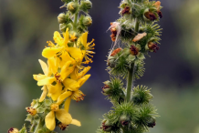 Flower-&-Fruit-of-Agrimony-Plant