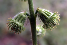 Fruit-of-Agrimony-plant