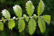 Leaf-of-Agrimony-plant