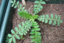 Small-Agrimony-plant