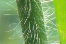Stem-of-Agrimony-Plant