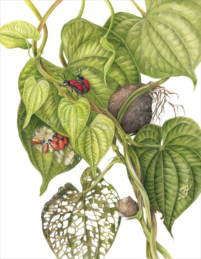 Plant-Illustration-of-Air-Potato