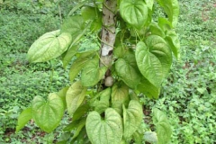 Air-Potato-Plant