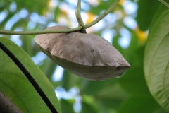 Air-Potato-on-the-plant