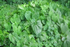 Air-Potato-plant-growing-wild