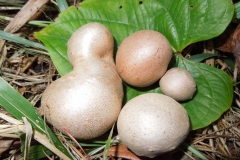 Air-potato-bulbils