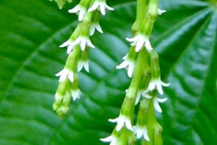Flowers-of-Air-Potato
