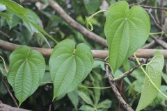 Leaves-of-Air-Potato