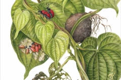 Plant-Illustration-of-Air-Potato