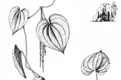 Sketch-of-Air-Potato