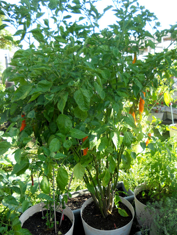 Aji-amarillo-plant
