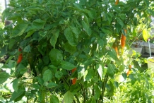 Aji-amarillo-plant