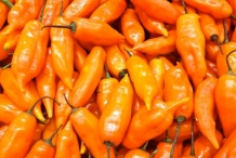 Aji-amarillo