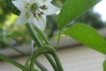 Close-up-flower-of-Aji-amarillo