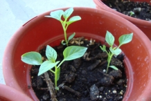 Seedlings-of-Aji-amarillo