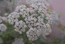 Ajwain-flower