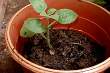 Ajwain-plant