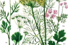 Illustration-of-Ajwain