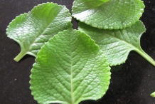 Leaves-of-Ajwain