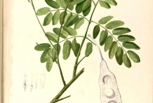 Plant-illustration