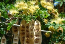 Pods-leaves-and-flowers
