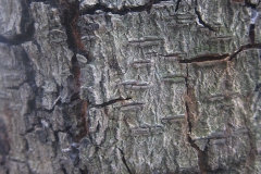 Bark