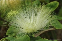 Close-view-of-flower