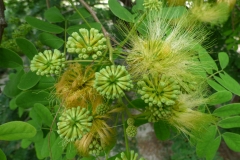 Flower-buds