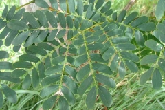 Leaves