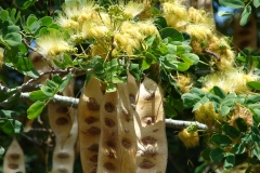 Pods-leaves-and-flowers