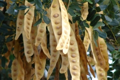 Pods