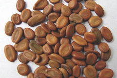 Seeds