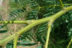 Stem