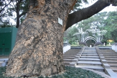 Trunk