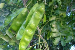 Young-pods