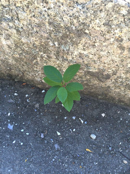 Small-Alder-buckthorn--plant